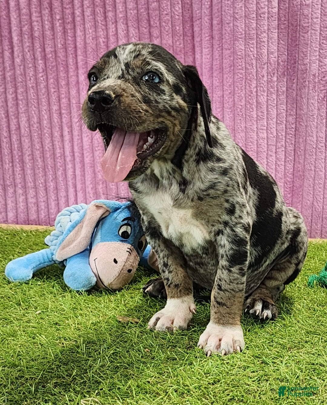 Catahoula Leopard Dog dogs for sale: Duchess 2025 Female 6 - Image 1