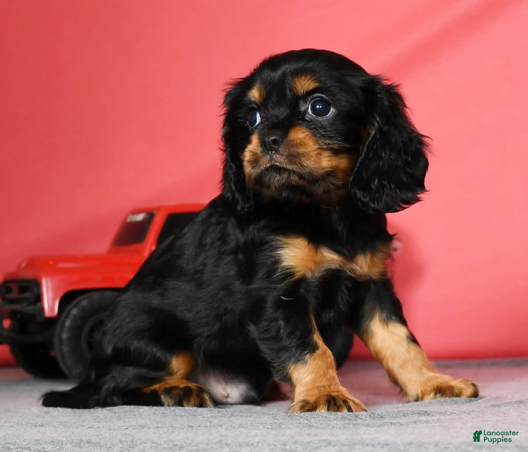 Cavalier King Charles Spaniel dogs for sale: Teddy - Image 8