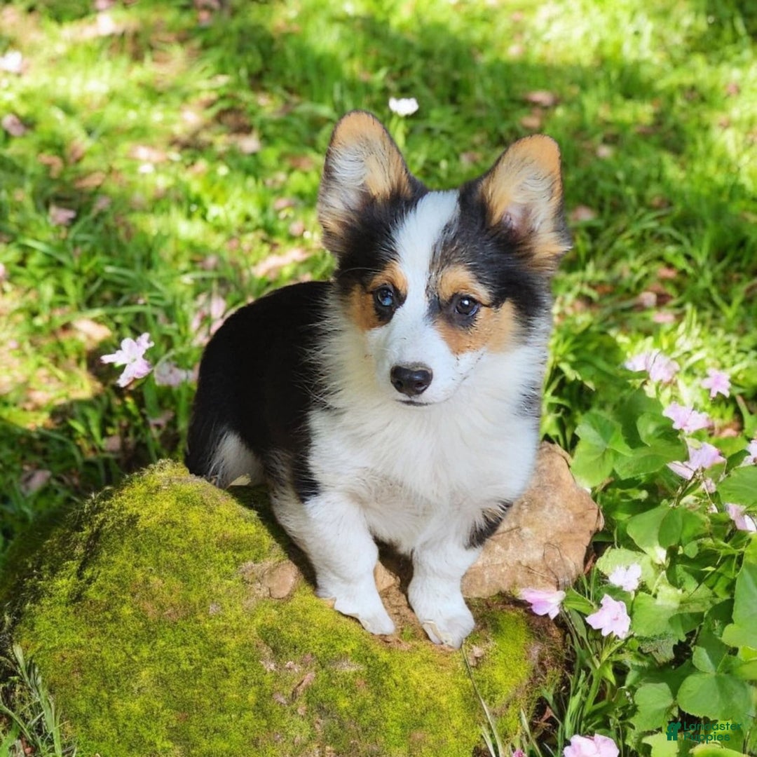 Welsh Corgi Pembroke dogs for sale: Tucker Fluffy - Image 15