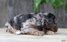 Standard Poodle dogs for sale: Rome Moyen - Image 14