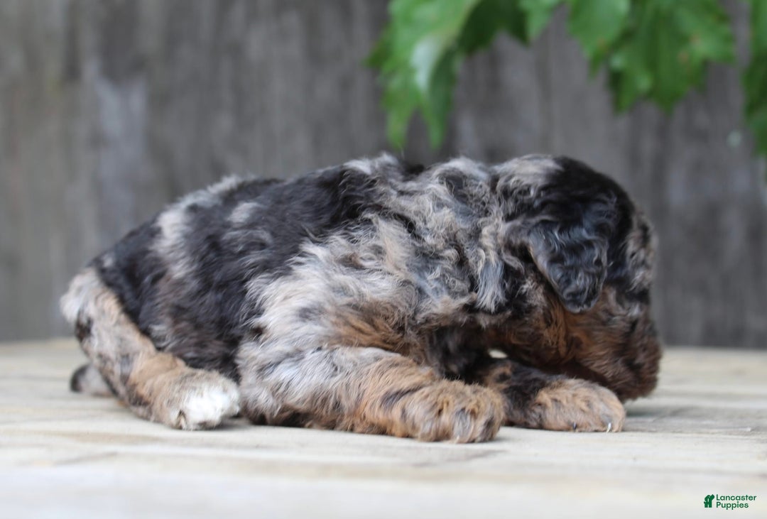 Standard Poodle dogs for sale: Rome Moyen - Image 14