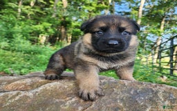 German Shepherd dogs for sale: Kaja - Image 6
