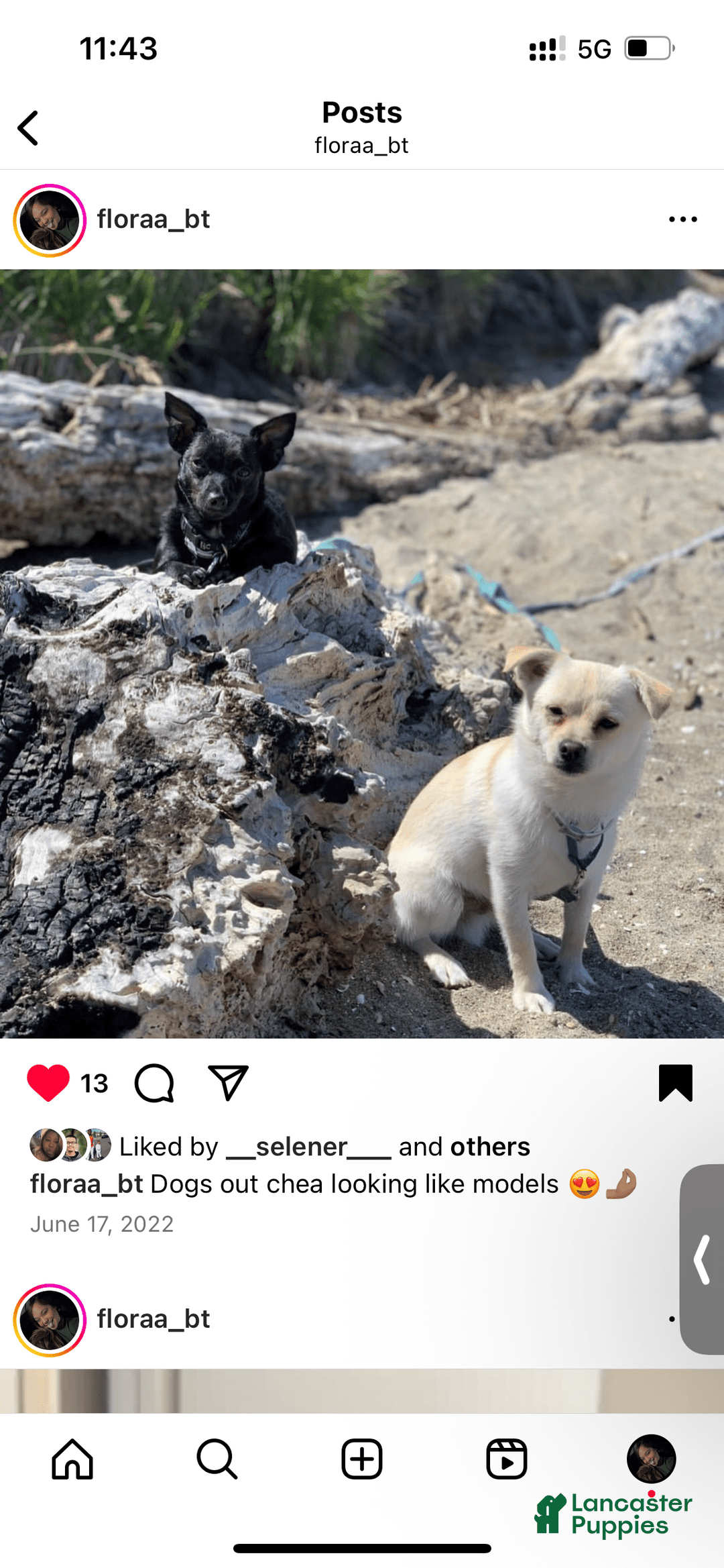 Pomchi dogs for sale: Bubbles - Image 8