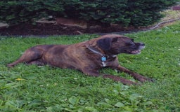 Boxer dogs for sale: Ryder - Image 12