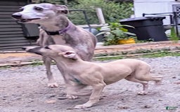 Whippet dogs for sale: Tilly - Image 6