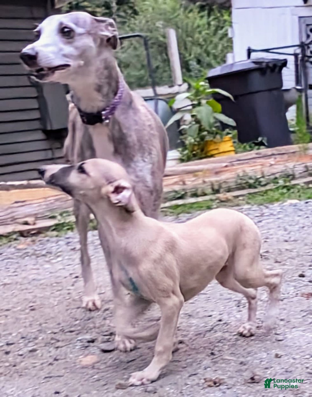 Whippet dogs for sale: Tilly - Image 6