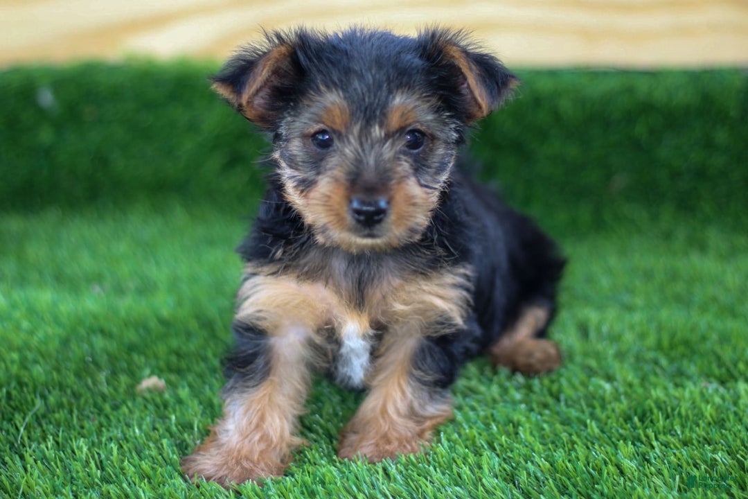 Yorkshire Terrier dogs for sale: Jenny - Image 2