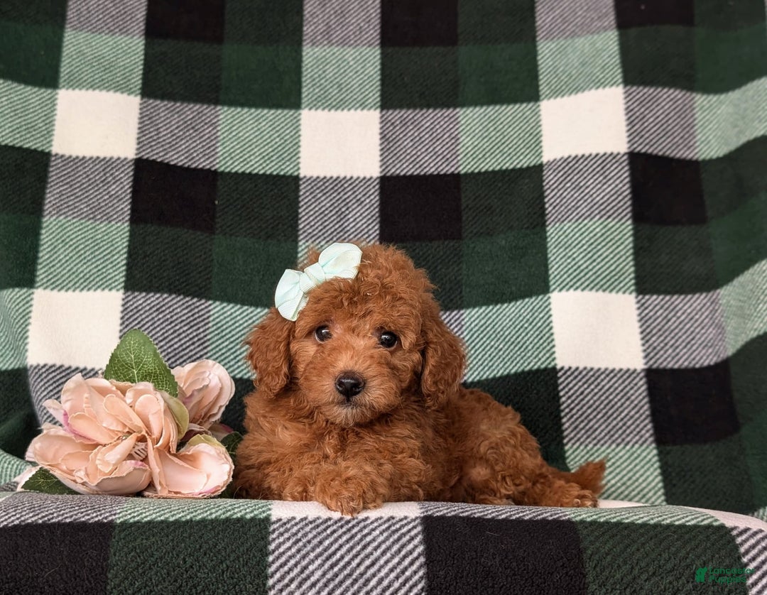 Mini Goldendoodle dogs for sale: Kamryn Hypoallergenic - Image 3