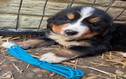 Bernese Mountain Dog dogs for sale: Blue - Image 6