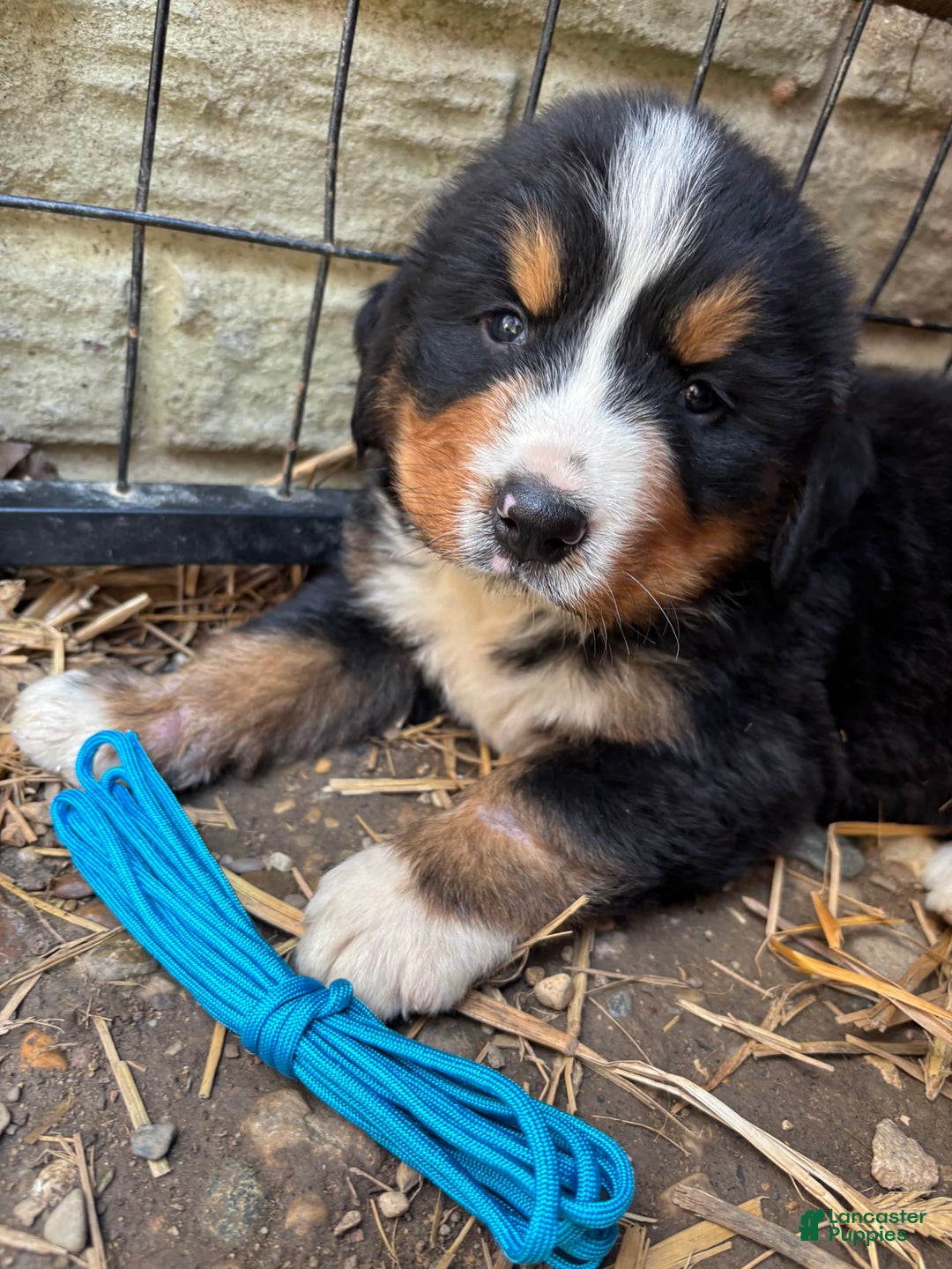 Bernese Mountain Dog dogs for sale: Blue - Image 6