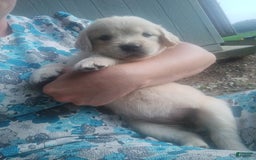 Golden Retriever dogs for sale: Pixie - Image 11