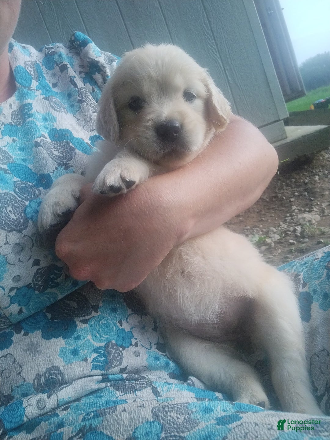 Golden Retriever dogs for sale: Pixie - Image 11