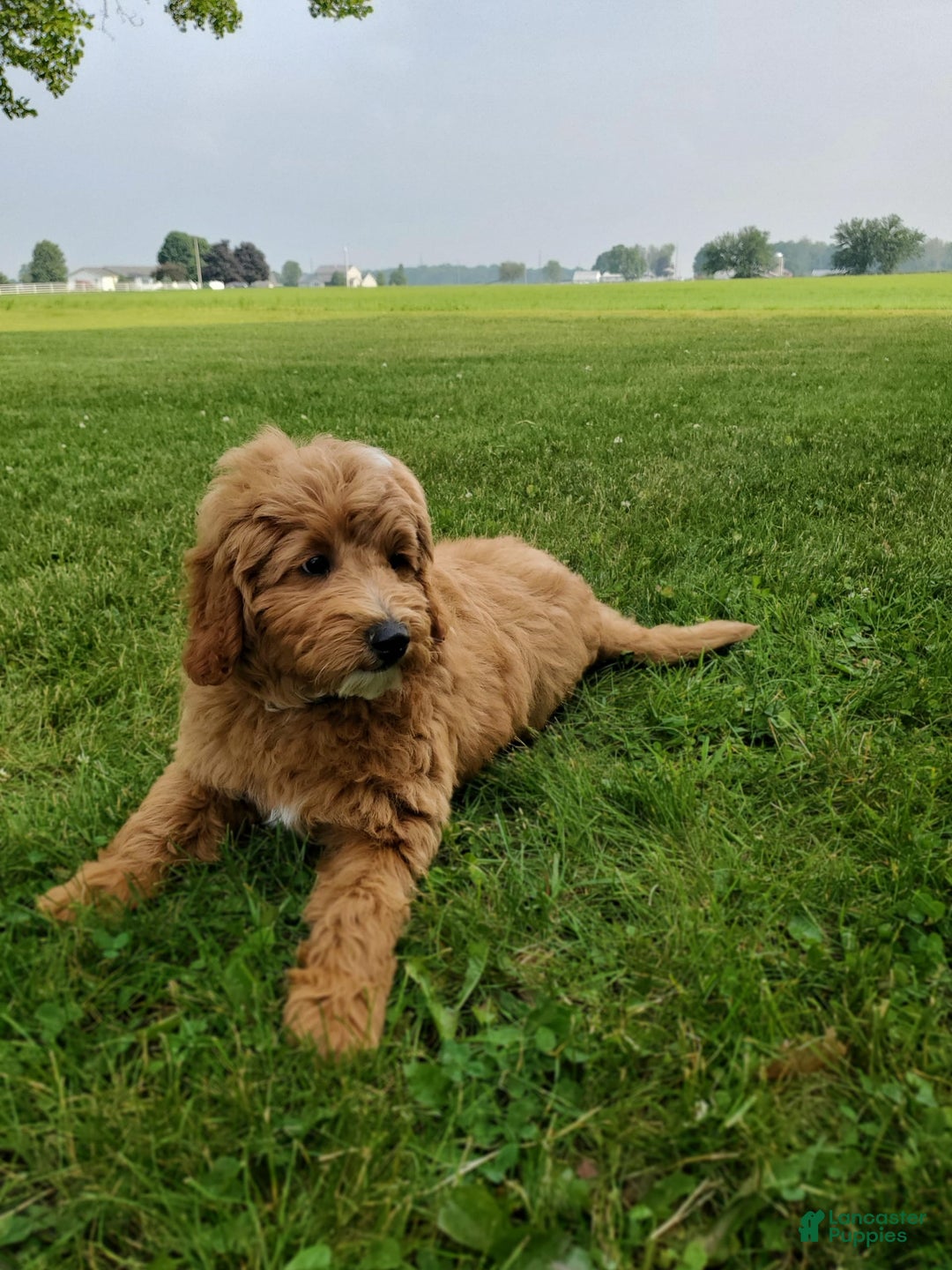 Mini Goldendoodle dogs for sale: Milo F1b - Image 23