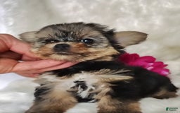 Yorkshire Terrier dogs for sale: Venessa - Image 3