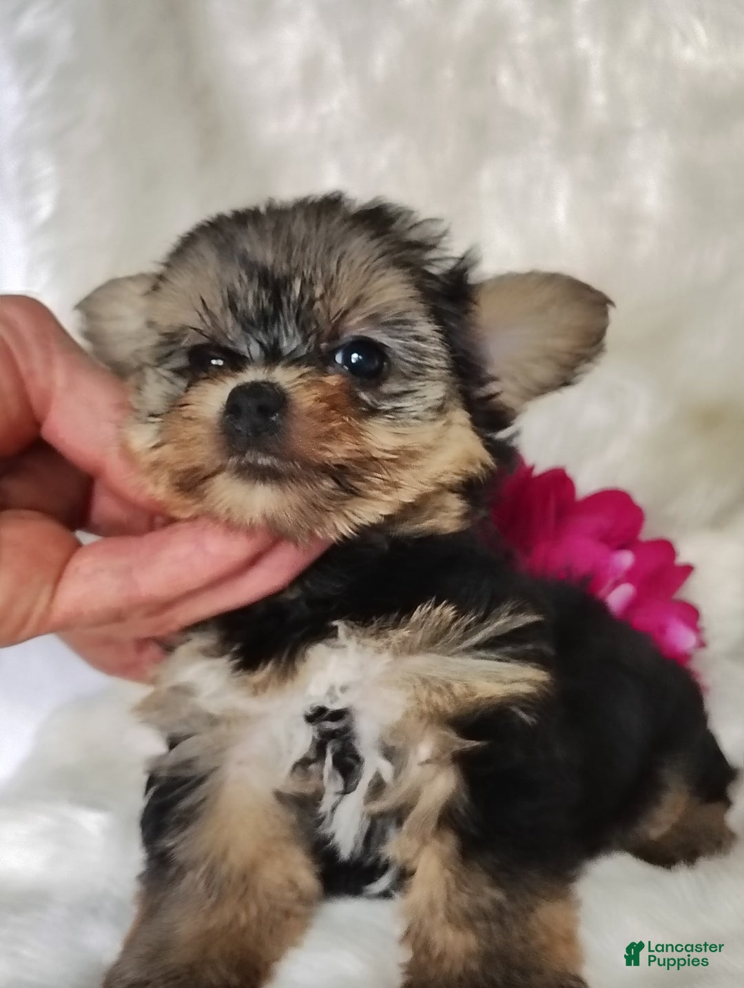 Yorkshire Terrier dogs for sale: Venessa - Image 3