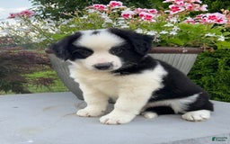Australian Shepherd dogs for sale: Henry - Image 3