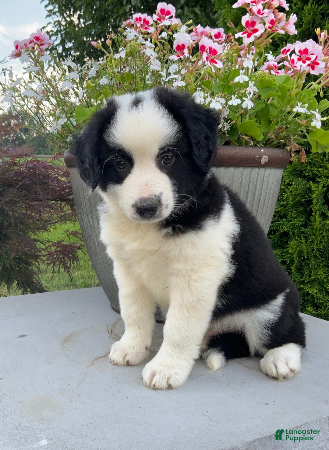 Australian Shepherd dogs for sale: Henry - Image 3