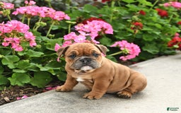 English Bulldog dogs for sale: Wendy - Image 4