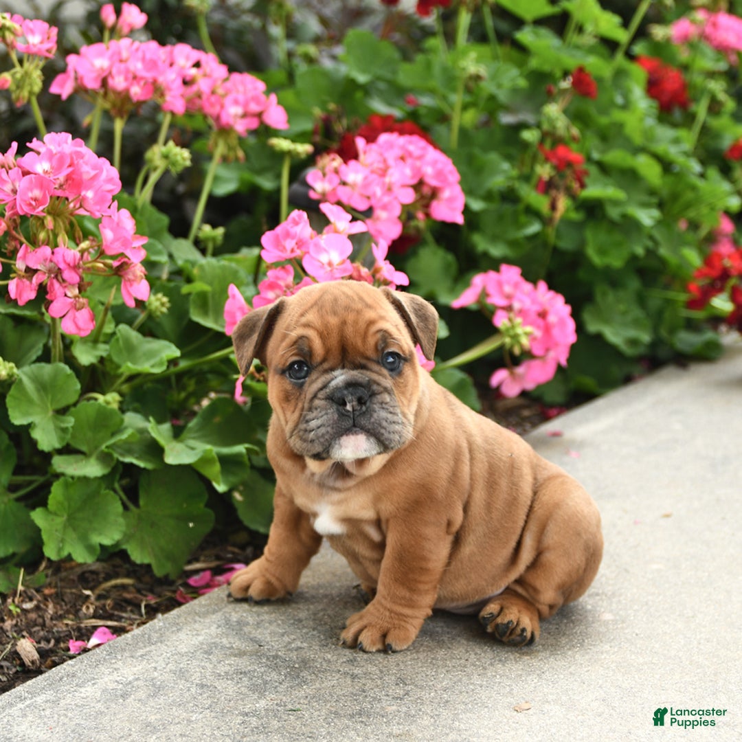 English Bulldog dogs for sale: Wendy - Image 4
