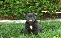 Belgian Malinois dogs for sale: Luna - Image 2