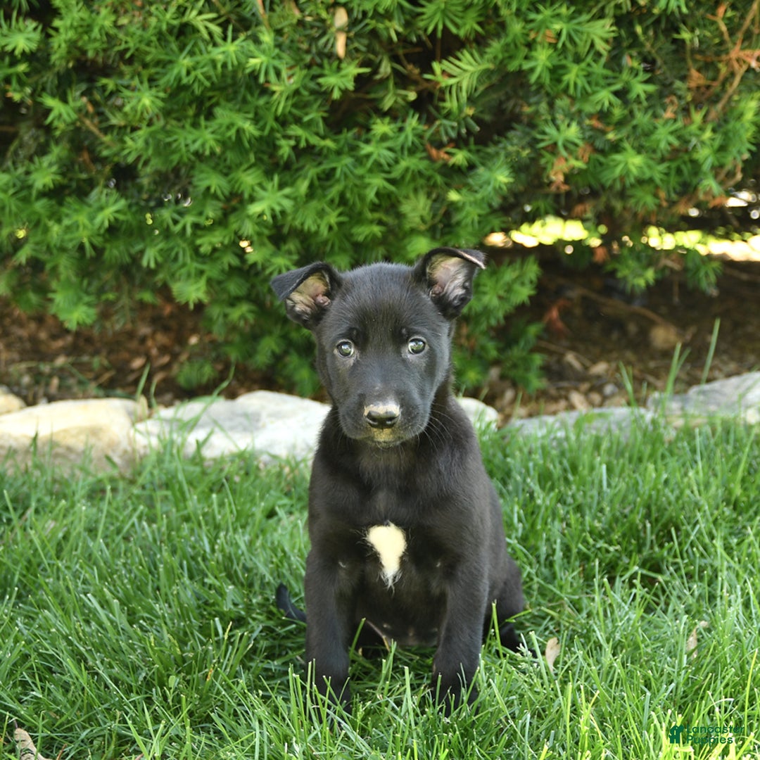 Belgian Malinois dogs for sale: Luna - Image 2