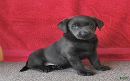 Labrador Retriever dogs for sale: Renee - Image 8
