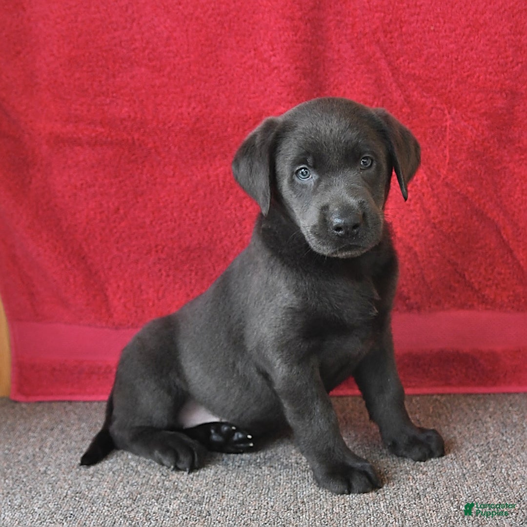 Labrador Retriever dogs for sale: Renee - Image 8