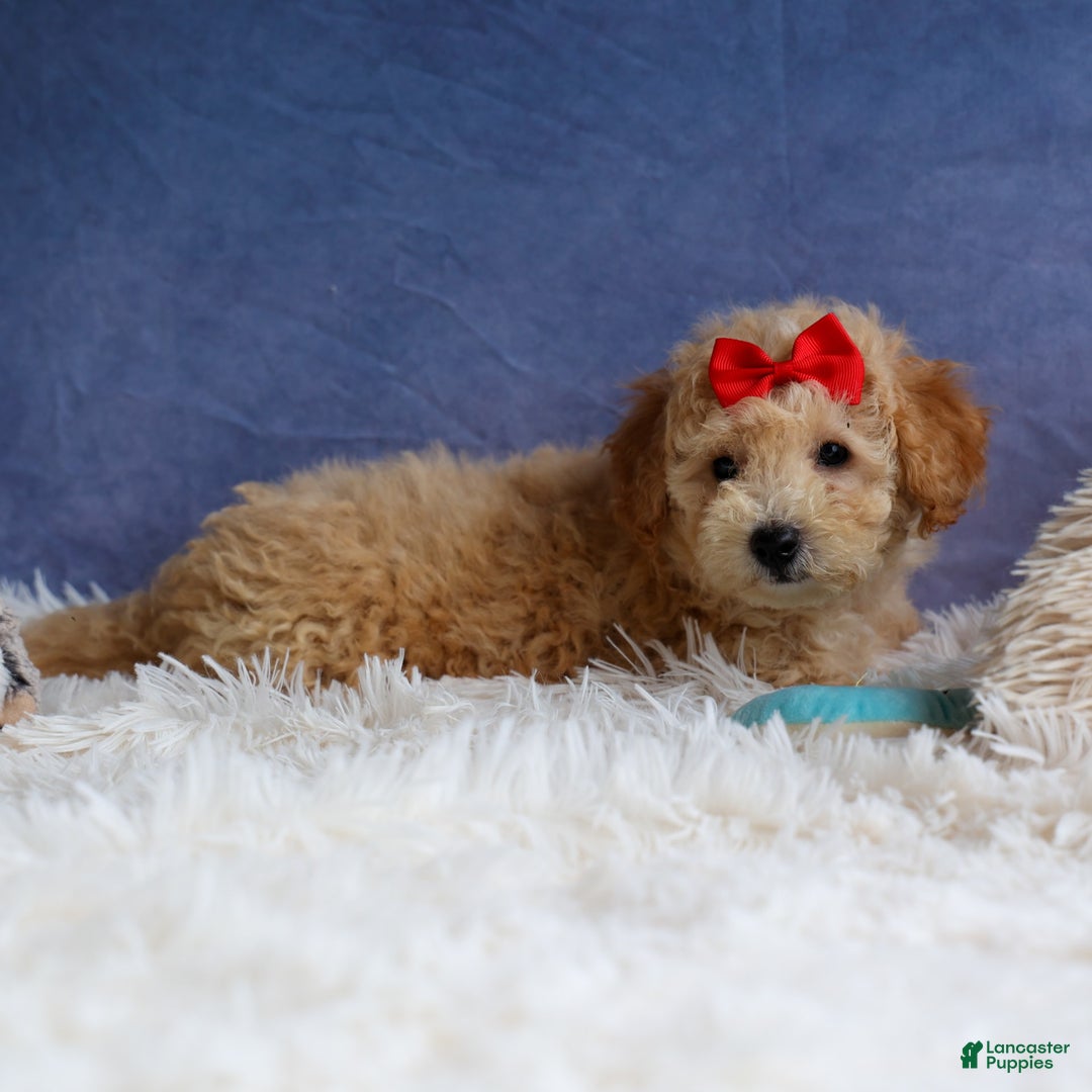 Bichpoo dogs for sale: Tyson - Image 18