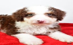 Mini Bernedoodle dogs for sale: Wendy - Image 7