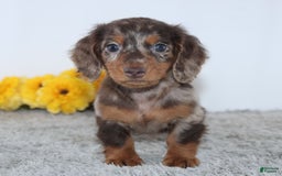 Miniature Dachshund dogs for sale: Wesley - Image 1