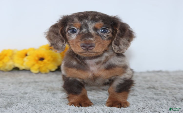 Miniature Dachshund dogs for sale - Ad 1