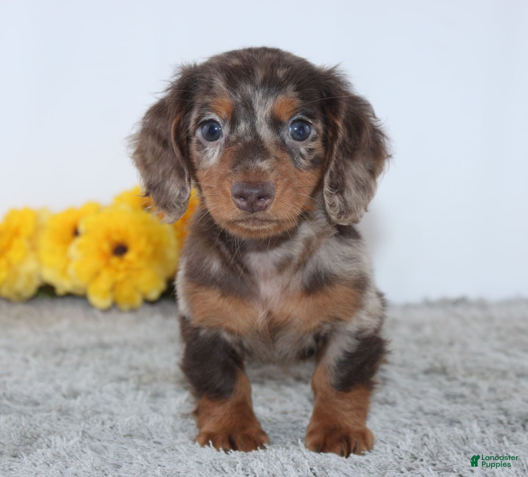 Miniature Dachshund dogs for sale: Wesley - Image 1