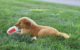 Golden Retriever dogs for sale: Golden Retriever 8 puppies - Image 32