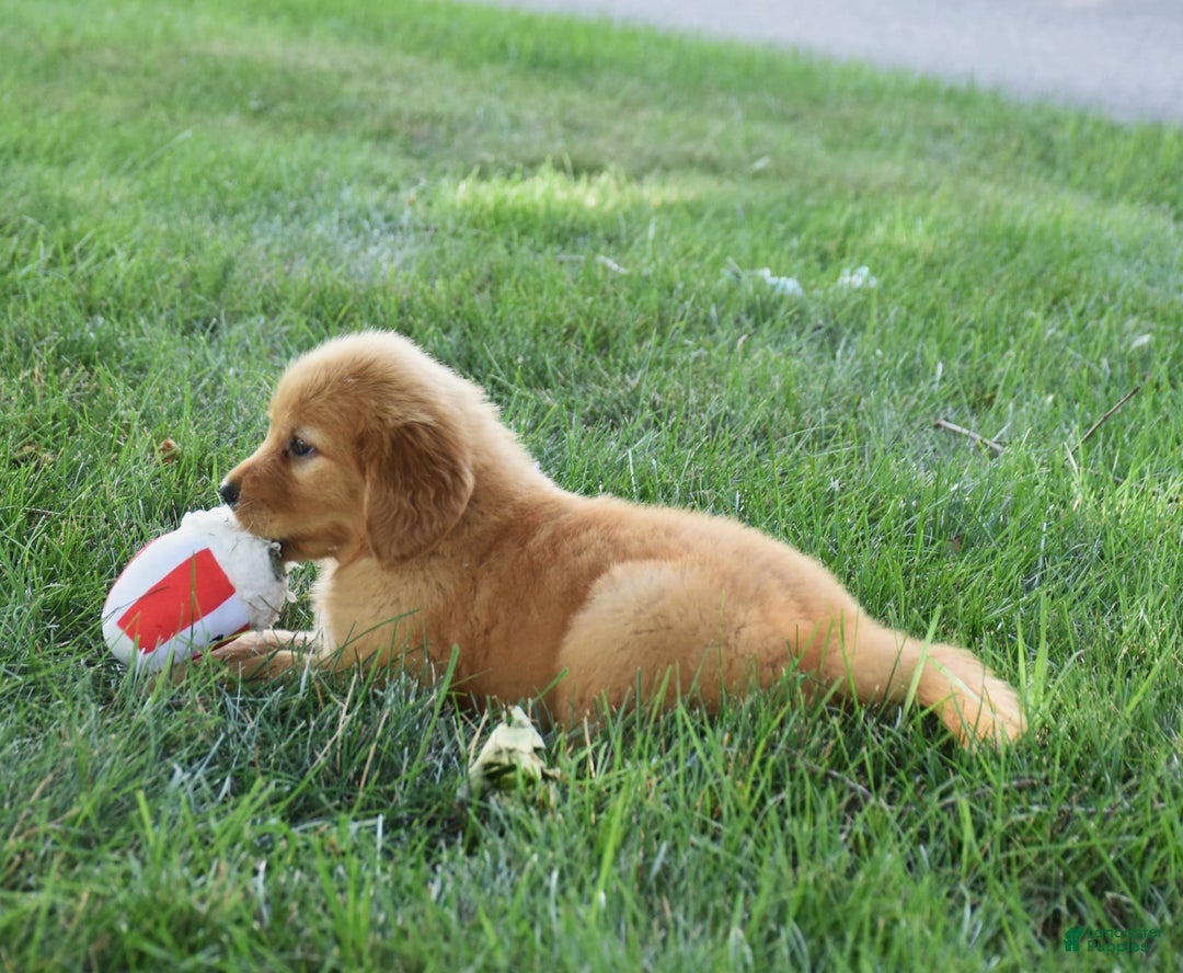 Golden Retriever dogs for sale: Golden Retriever 8 puppies - Image 32