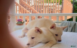 Shiba Inu dogs for sale: Snowball - Image 4