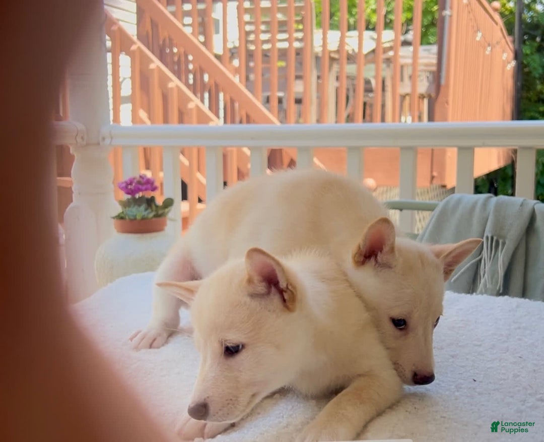 Shiba Inu dogs for sale: Snowball - Image 4