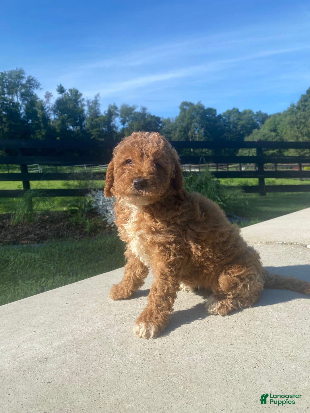Mini Goldendoodle dogs for sale: Darla - Image 3