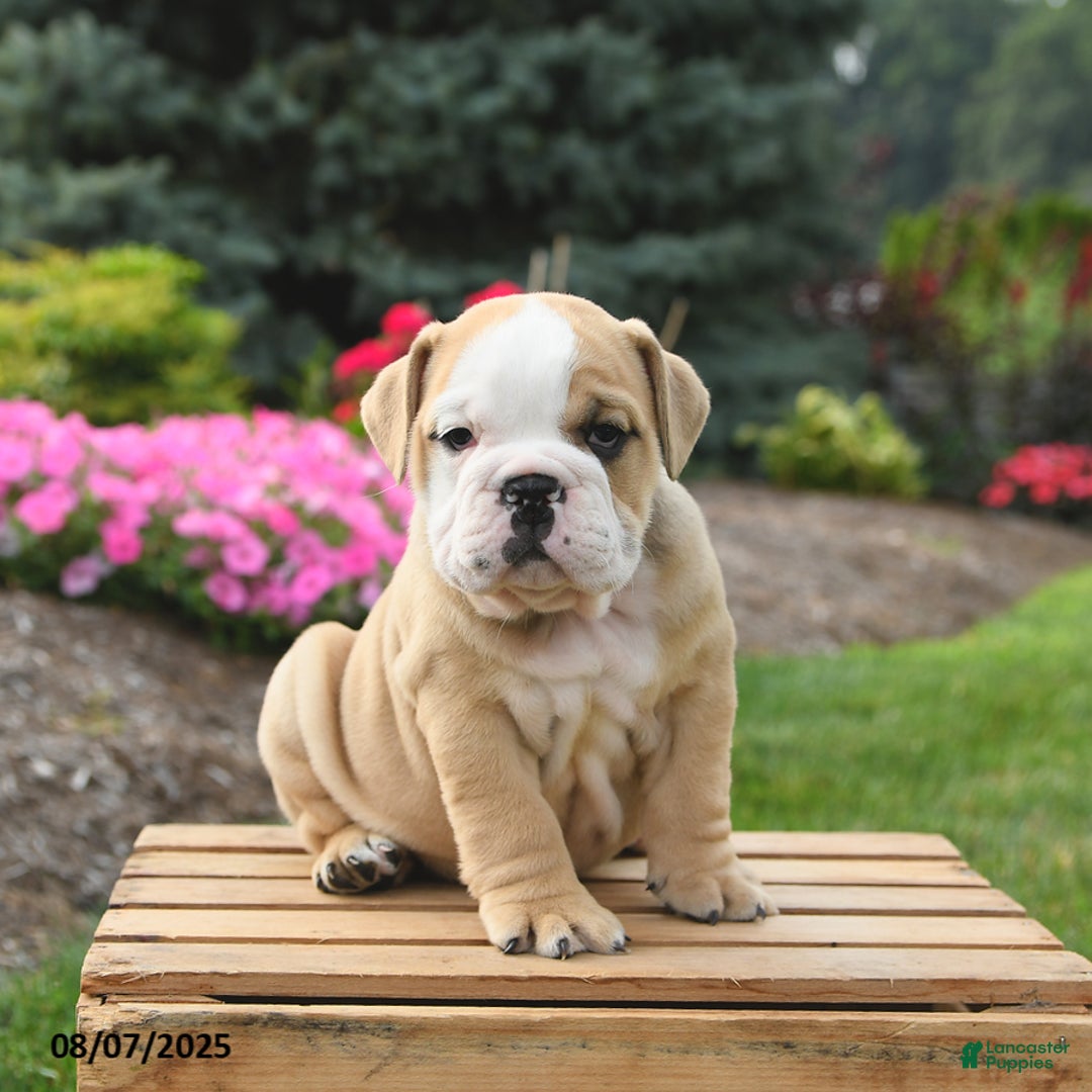 English Bulldog dogs for sale: Clover - Image 5
