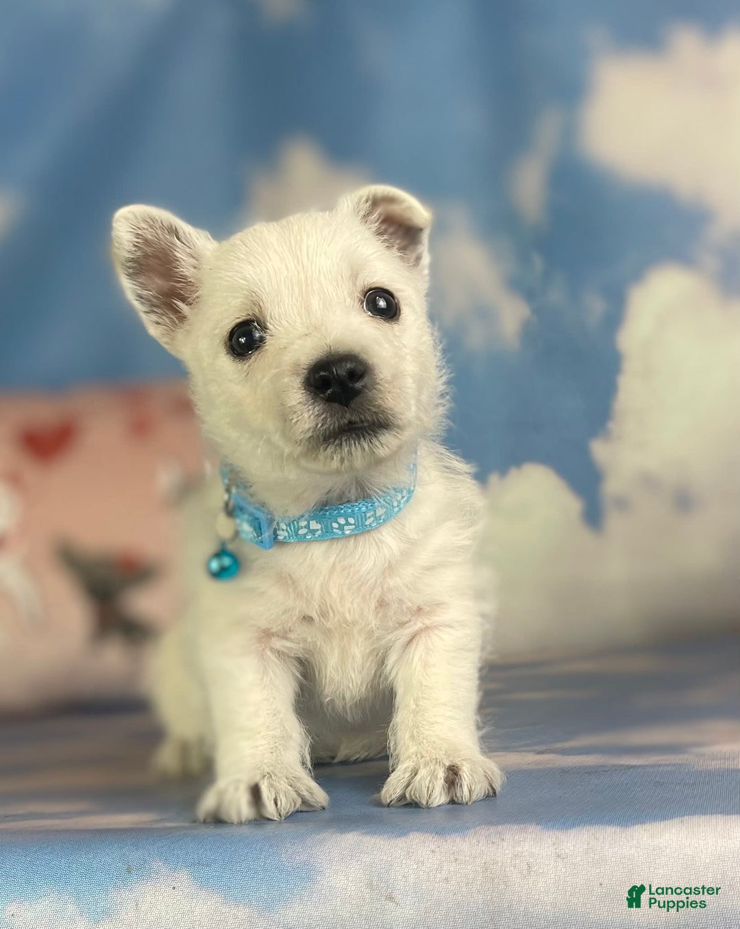 West Highland Terrier dogs for sale: AKC DNA Clear Betty - Image 2