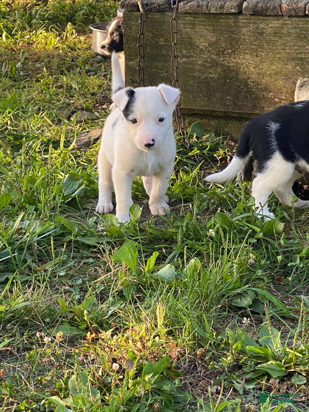 Border Collie dogs for sale: Hanger - Image 1