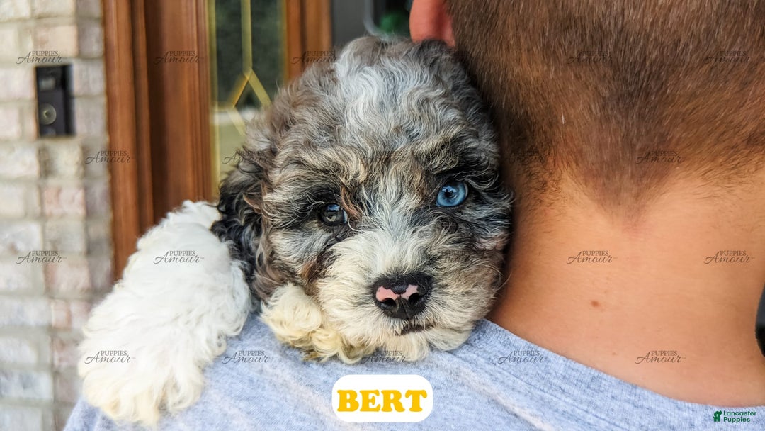 Cavapoo dogs for sale: Bert - Image 15
