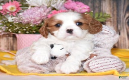 Cavalier King Charles Spaniel dogs for sale: Jude - Image 4