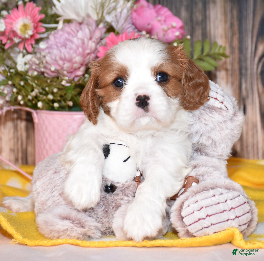 Cavalier King Charles Spaniel dogs for sale: Jude - Image 4