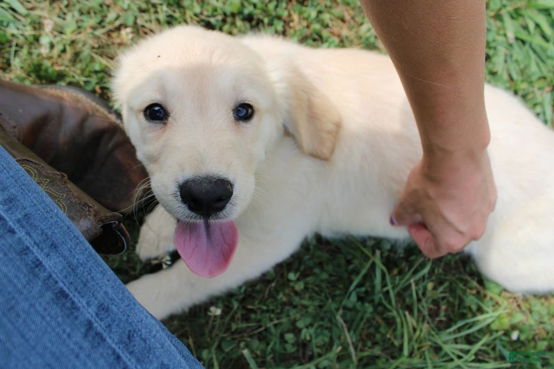 Golden Retriever dogs for sale: Costa - Image 8