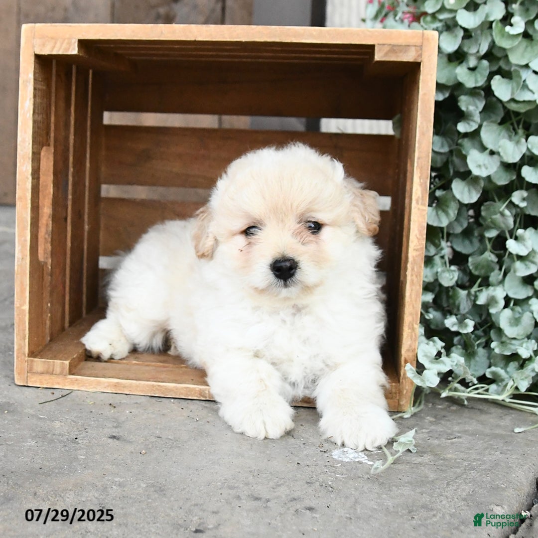 Pomapoo dogs for sale: Roxie - Image 3