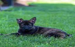 German Shepherd dogs for sale: Greta - Image 12
