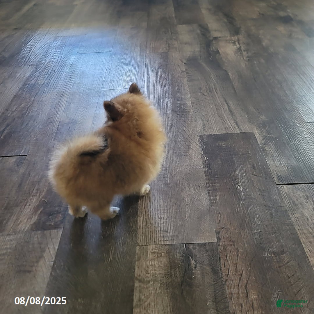 Pomeranian dogs for sale: Teddy - Image 6