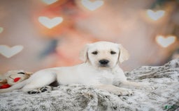 Labradoodle dogs for sale: Ryley - Image 6