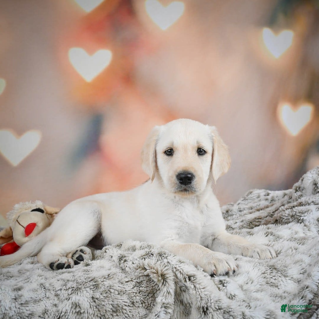 Labradoodle dogs for sale: Ryley - Image 6