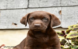 Labrador Retriever dogs for sale: Maple - Image 2